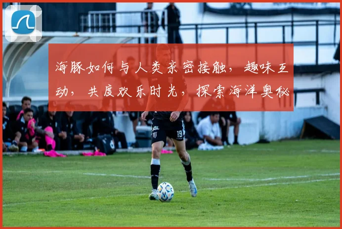 海豚如何与人类亲密接触，趣味互动，共度欢乐时光，探索海洋奥秘，三步轻松实现